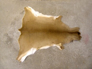 Weißwedelhirschfell Hanko, braun, 100 x 100cm